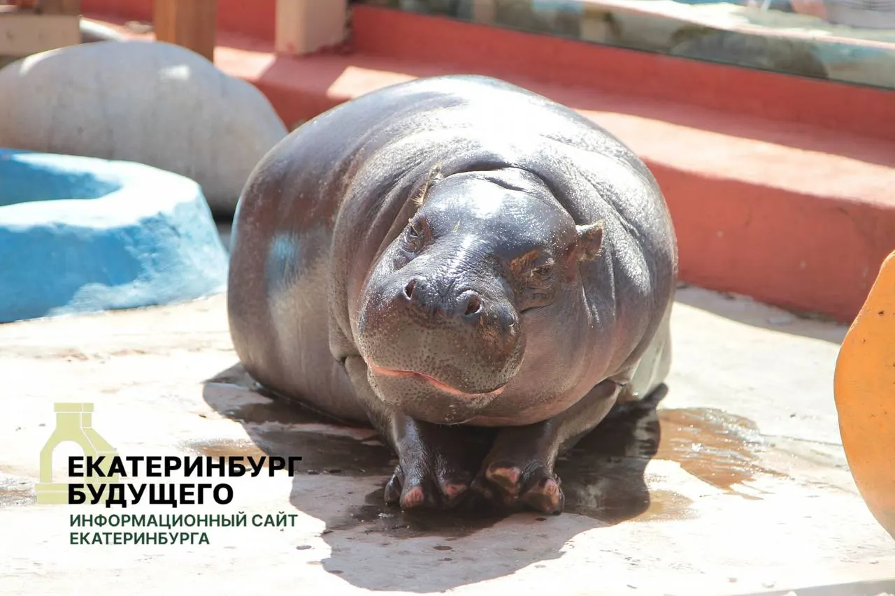 По мобилизационным распоряжениям муниципалитеты должны предоставлять здания и помещения департаментов культуры военным комиссариатам — в перечне указаны Парк Маяковского, Екатеринбургский зоопарк и театр кукол. Норма распространяется по всей стране.