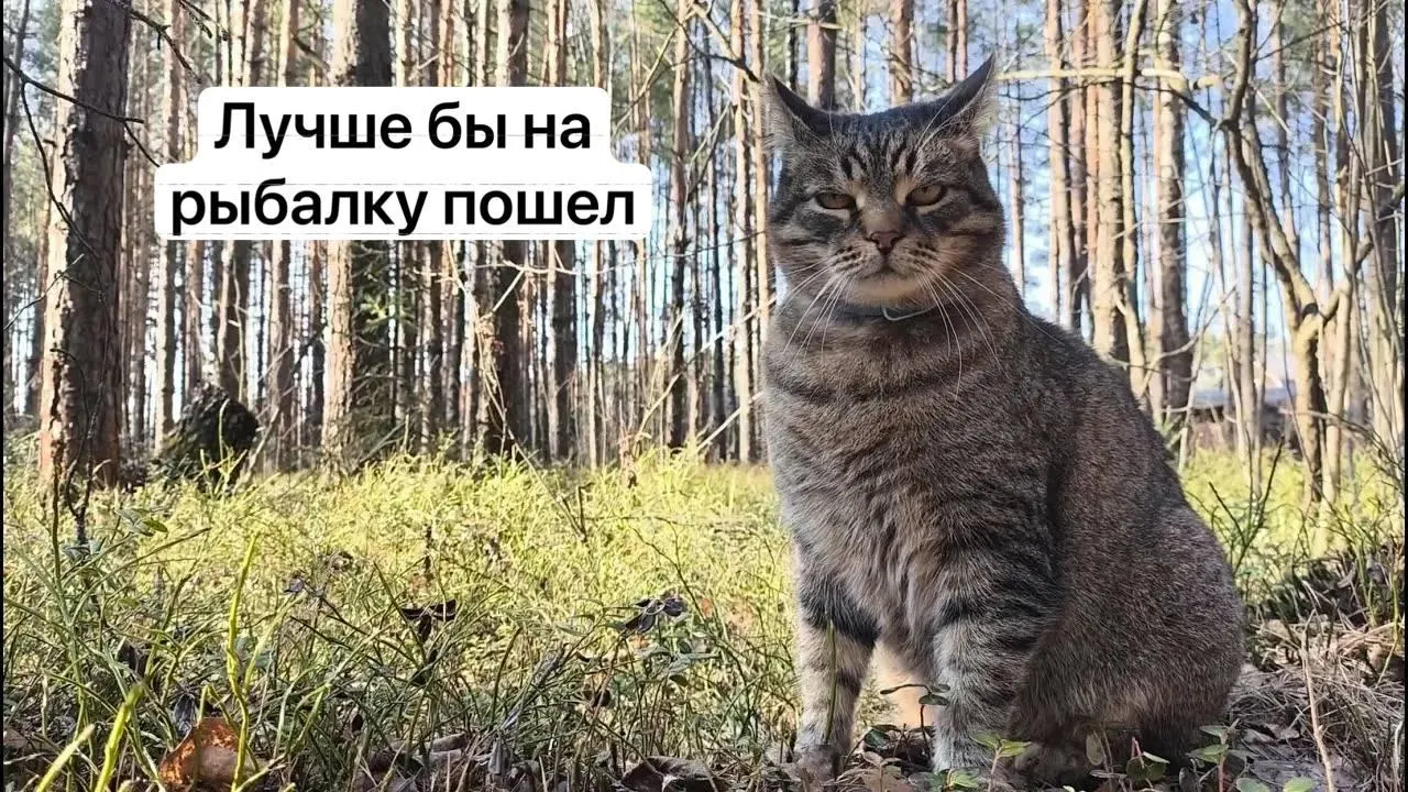 С 1 сентября 2027 года на сбор некоторых редких грибов потребуется электронный пропуск через «Госуслуги»: заявки будут рассматривать до 15 дней, незаконный сбор грозит уголовной ответственностью.