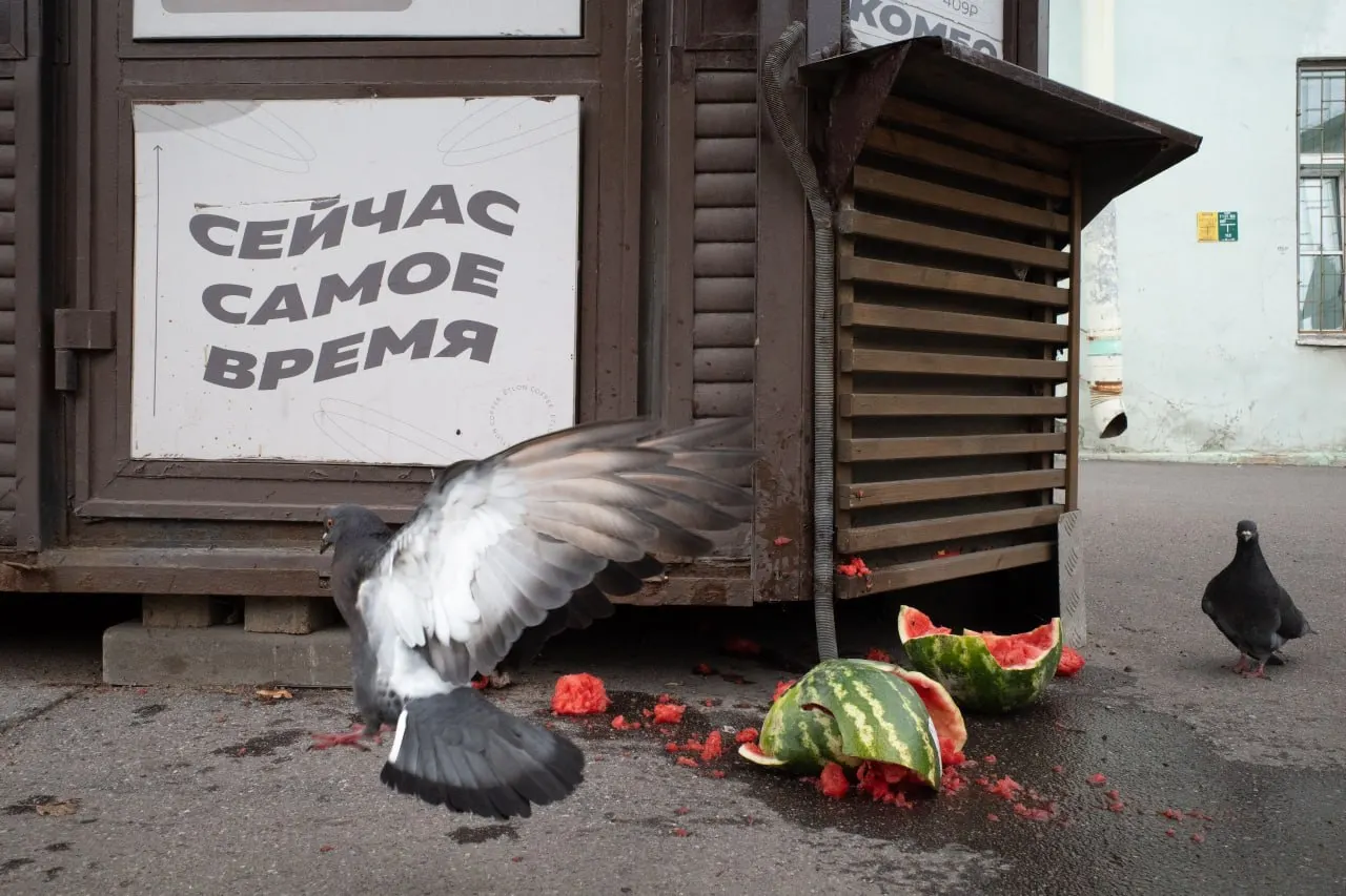 В Петербурге заочно оштрафовали священника за участие в нежелательной организации; поданы иски о регистрации на выборах; прошли литургия и экологические акции. В России и мире — партийные диспозиции и перестановки в Минобороны.