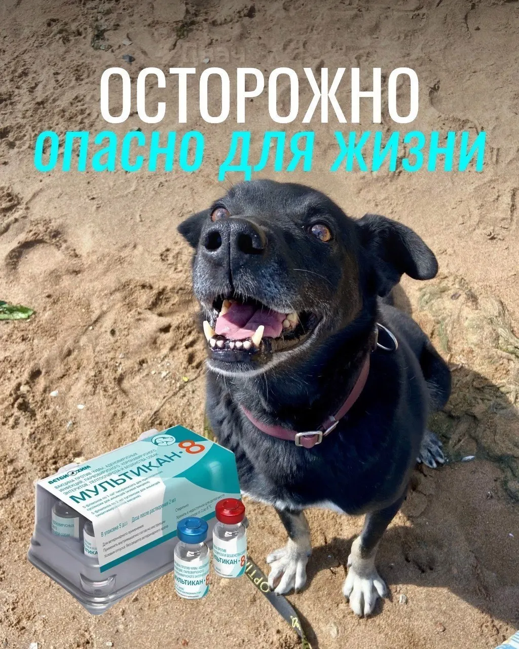 После прививок от бешенства у собак наблюдались судороги, лихорадка и другие осложнения; партия вакцины была изъята, официальные выводы пока отсутствуют.